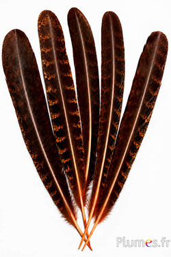 Pfau blau - 30-40 cm - orange-braun